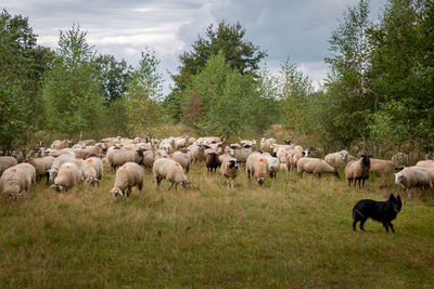 Herd of sheep in the natural landscape the 'white peat' led by the shepherds dog near haaksbergen