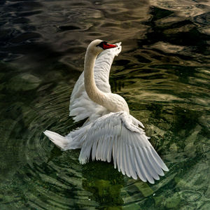 High angle view of bird flying over lake