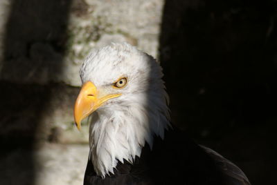 Close-up of eagle
