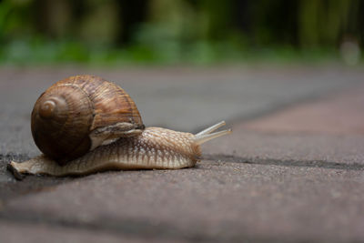 A large snail crawls on the sidewalk, spreading its horns.