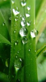 Close-up of raindrops on leaf