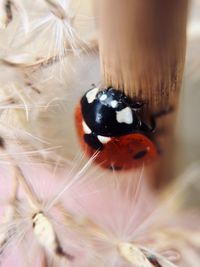 Close-up of insect on flower