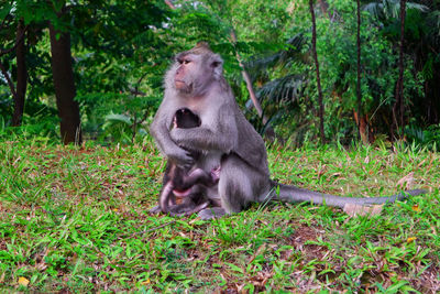 Monkey sitting on tree