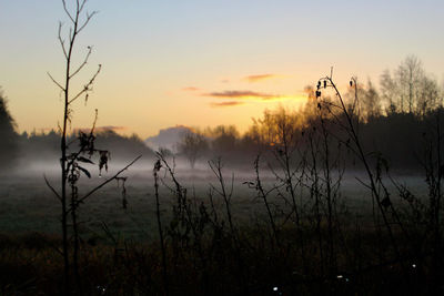 Silhouette plants on field against sky during sunset