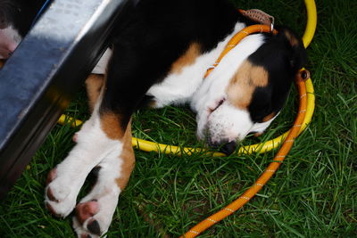 Dog sleeping on grassy field