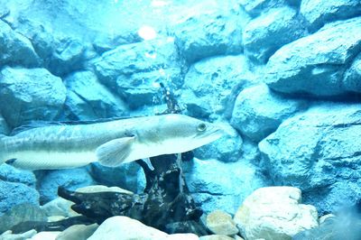 Fish swimming in sea