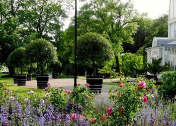 View of flowering plants in park