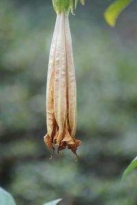 Close-up of plant