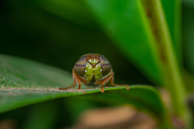 Close-up of insect on leaf