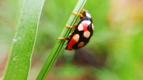 Close-up of insect on leaf ladybird