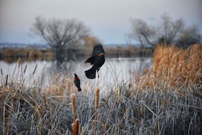 Bird flying over lake during winter