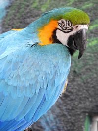 Bright blue macaw turning its head.