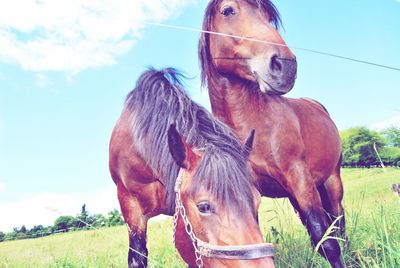 Portrait of horse standing on field against sky