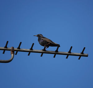 Low angle view of starling perching on a tv aerial 