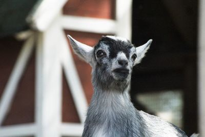 Close-up of deer