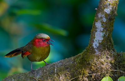 Close-up of bird perching on branch