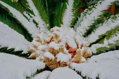 Close-up of snow on plants during winter