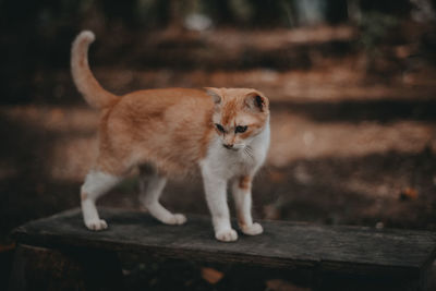 Full length of cat standing on wood outdoors