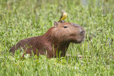 Close-up of an animal on field