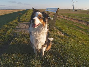 Dog standing on field