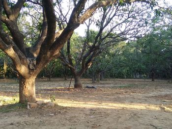 Trees on landscape