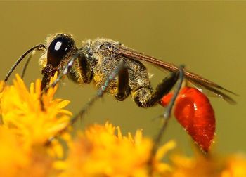 Close-up of insect on plant