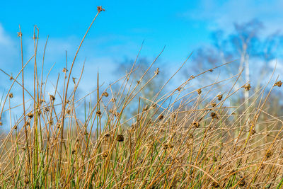 Close-up of grass growing on field against sky