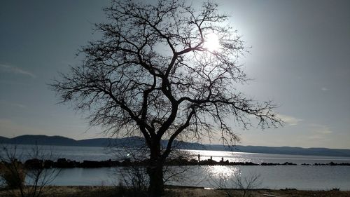 Bare trees by calm lake