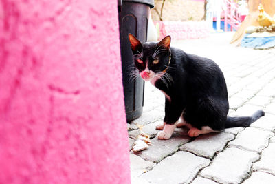 Portrait of black cat sitting outdoors