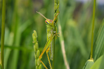  grasshopper and rice grasshopper the rice stalks green background