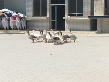 View of horse cart on footpath against building
