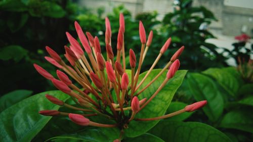 Close-up of red flower blooming outdoors