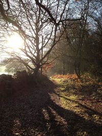 Sun shining through trees