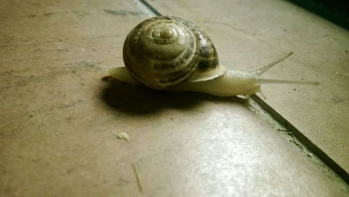 Close-up of snail