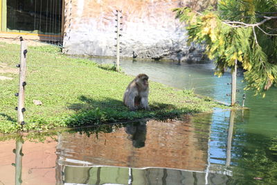 Monkey on tree