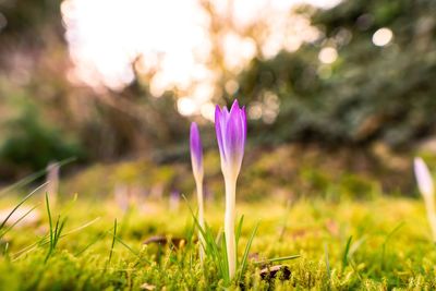 Close-up of purple crocus flower on field