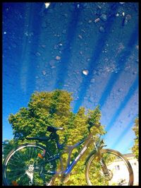View of trees against sky