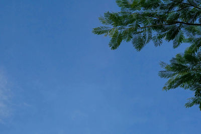 Low angle view of tree against blue sky