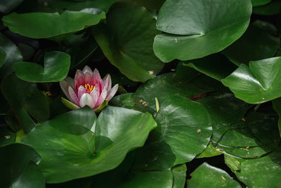 Close-up of pink lotus water lily