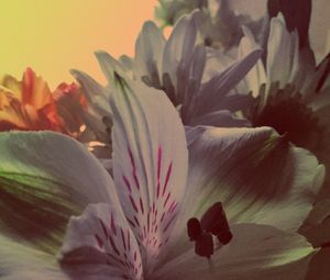 Close-up of fresh flowers