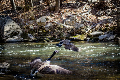 Birds in lake