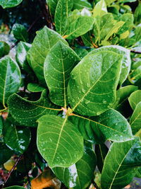 Close-up of wet leaves on plant