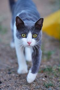 Close-up portrait of cat