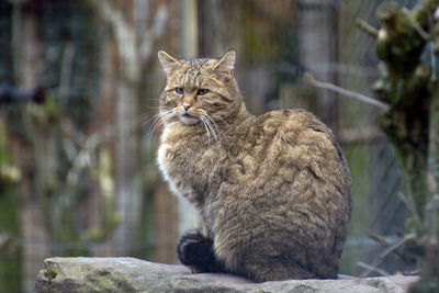 Cat sitting on a tree