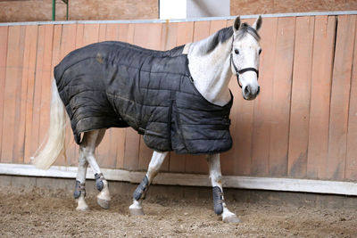 Side view of horse in stable