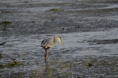 View of a bird on the beach