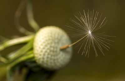 Close-up of dandelion on plant