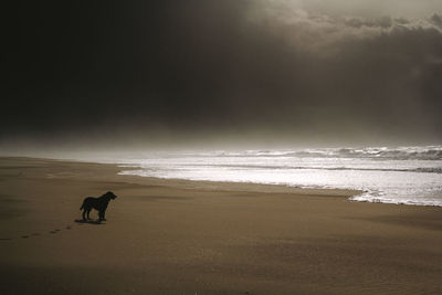 Dog on beach by sea against sky