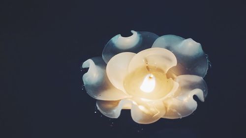 Close-up of illuminated flower over black background