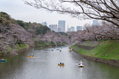 Cherry blossoms in kudan, chiyoda-ku, tokyo
